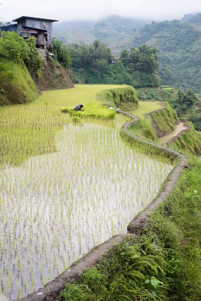 Banaue Rice Terrazas Filipinas 2017 — Foto de Stock
