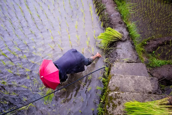 Farmer Red Umbrella Planting Rice Rainy Season Banaue Rice Terraces — Stock Photo, Image