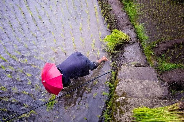 Fermier Parapluie Rouge Plantant Riz Pendant Saison Des Pluies Banaue — Photo