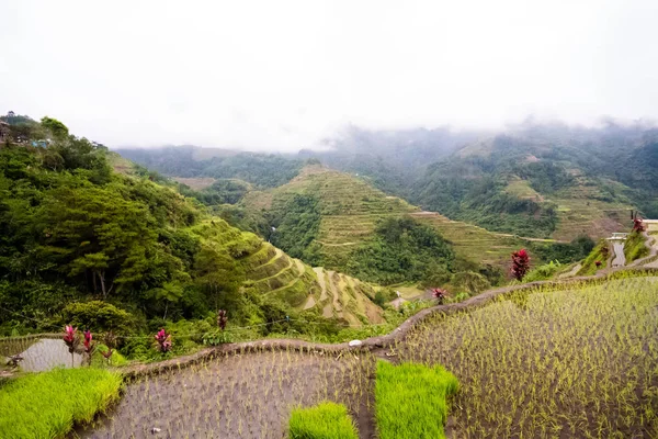 Banaue Rice Terasları, Filipinler. 2017