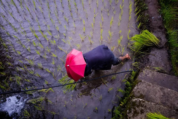 Farmer Red Umbrella Planting Rice Rainy Season Banaue Rice Terraces — Stock Photo, Image