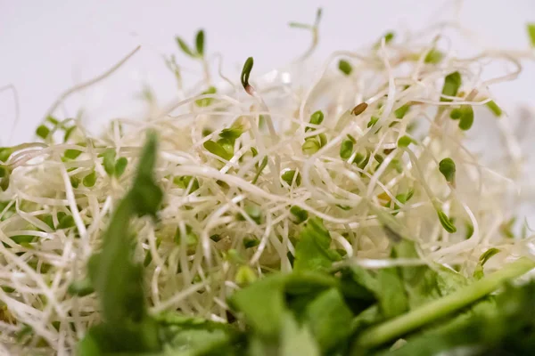 Salada Vegetal Folhas Germinadas Verdes — Fotografia de Stock