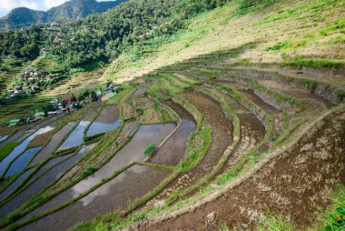 Batad Rice terasları, Banaue, Ifugao, Filipinler.