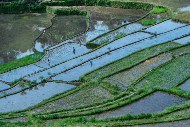 Batad Rice terasları, Banaue, Ifugao, Filipinler.