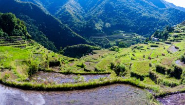 Batad Rice terasları, Banaue, Ifugao, Filipinler.