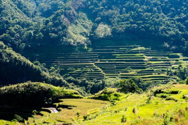 Batad Rice terasları, Banaue, Ifugao, Filipinler.