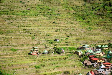 Batad Rice terasları, Banaue, Ifugao, Filipinler.