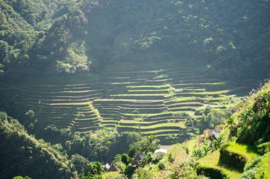 Batad Rice terasları, Banaue, Ifugao, Filipinler.