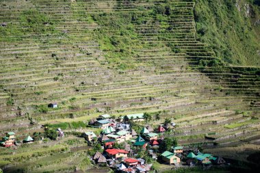 Batad Rice terasları, Banaue, Ifugao, Filipinler.