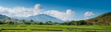 Filipinler, Nueva Vizcaya 'daki pirinç tarlası.