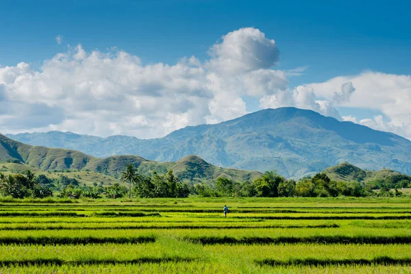 Filipinler Nueva Vizcaya Daki Pirinç Tarlası — Stok fotoğraf