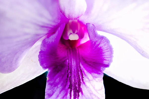 Schöne Orchidee Auf Schwarzem Hintergrund — Stockfoto