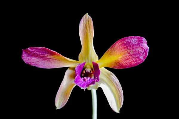 Schöne Orchidee Auf Schwarzem Hintergrund — Stockfoto