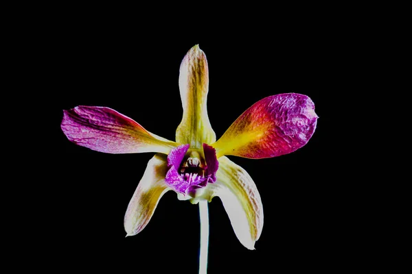 Orquídea Bonita Fundo Preto — Fotografia de Stock