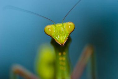 Yeşil peygamber devesine yakın çekim.