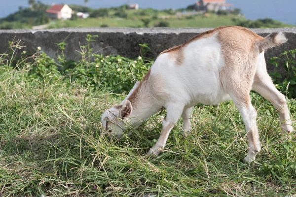 Batanes, Filipinler yollarında keçiler.