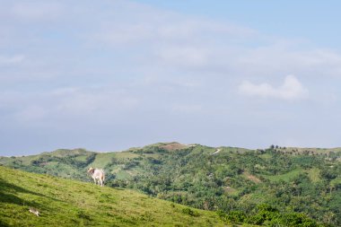 Otlak Batanes, Filipinler.