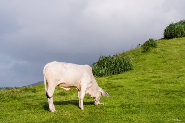 Otlak Batanes, Filipinler.