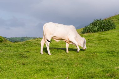 Otlak Batanes, Filipinler.