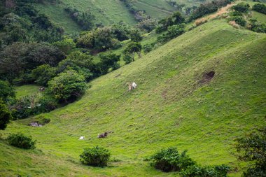 Otlak Batanes, Filipinler.
