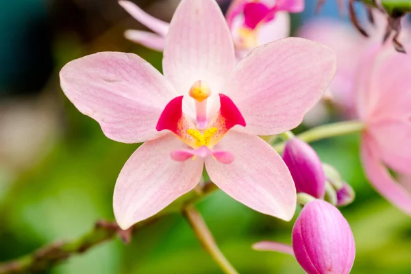 Schöne Orchidee Auf Der Philippinischen Insel — Stockfoto