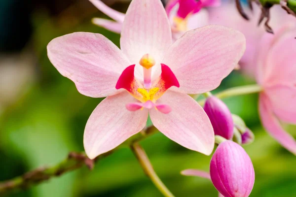 Bela Orquídea Encontrada Ilha Das Filipinas — Fotografia de Stock