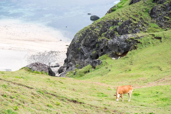 Guardando Mucca Sulle Colline Batanes Filippine — Foto Stock