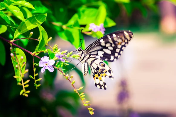 Adorable papillon dans mon jardin Photos De Stock Libres De Droits