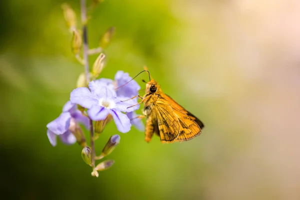 Adorable papillon dans mon jardin — Photo