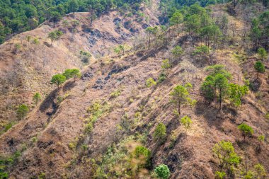 Filipinler 'in Dağ Eyaleti Benguet dağlarının yamaçlarında ağaçlar