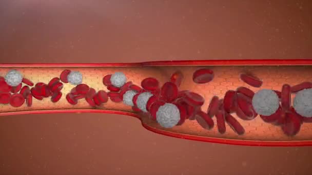 혈관에 혈 류 — 비디오