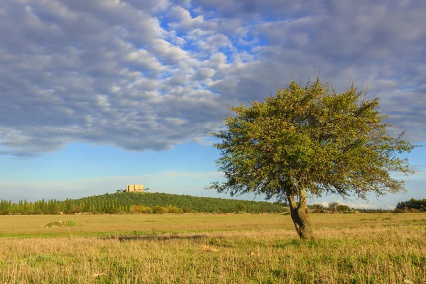 Paesaggio pugliese: Parco Nazionale Alta Murgia.Sullo sfondo Castel del Monte.-ITALIA (Andria) -Paesaggio collinare con albero solitario . — Foto Stock