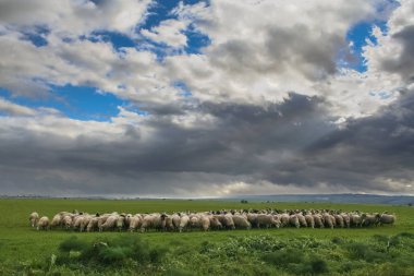 Tepelik kırsal manzara: Alta koyun ve keçi otlatma bir kasvetli kış günde Murgia Ulusal Park.Flock. Italy,Apulia.Typical winterly sahne Apulia Plato düzlükleri ve mera için tarım arazisi ile.