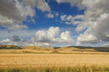 Yaz kırsal manzara: Alta Murgia National Park.Hilly alan cornfields ile. Italy,Apulia.ın arka plan çiftlikleri ve Murge'nın yayla kanyonlar ile bulutlar tarafından hakim.