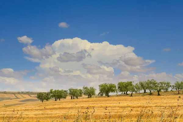 Wiejski krajobraz lato. Między Apulia i Basilicata: olive grove na polach zebranych. Italy.Hilly wsi zdominowany przez chmury. — Zdjęcie stockowe