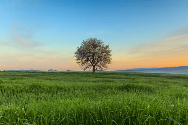 Au lever du soleil. Entre Pouilles et Basilicate : paysage vernal avec champ de blé.ITALIE. Arbre solitaire en fleur sur champ de maïs non mûr . — Photo