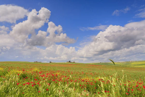 Springtime.Between Απουλία και Basilicata.Hilly τοπίο με καλαμπόκι τομέα παπαρούνες ανώριμο τέλος κυριαρχείται από τα σύννεφα. Στο βάθος μια φάρμα. Ιταλία — Φωτογραφία Αρχείου