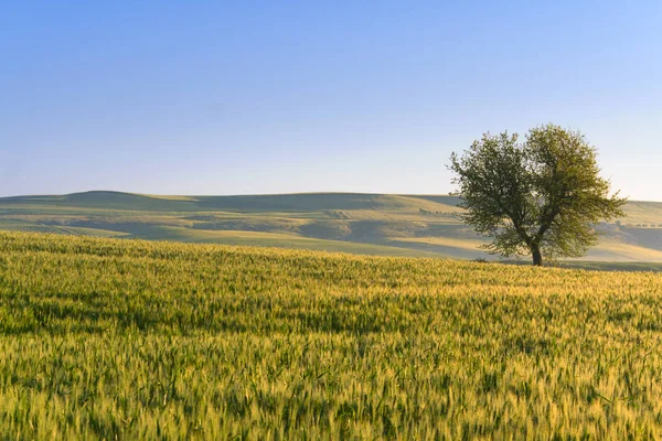 Primavera. Entre Apulia y Basilicata: paisaje montañoso vernal con campo de trigo y árbol solitario . — Foto de Stock