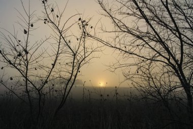 Sunrise çıplak dallar arasında siste.