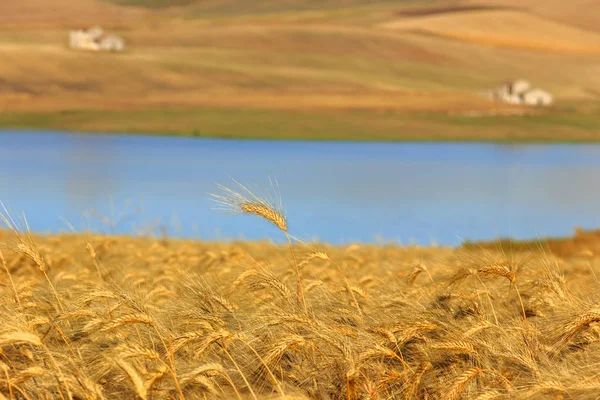 ÉTÉ DU PAYSAGE RURAL Entre Pouilles et Basilicate : champs de blé récoltés. Lac Basentello (Poggiorsini) -ITALIE - — Photo