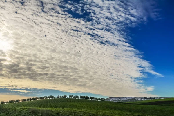 Ländliche Winterlandschaft. zwischen apulien und basilikata: olivenhain auf hill.italy. hügeliges Feld, das von Wolken dominiert wird. — Stockfoto