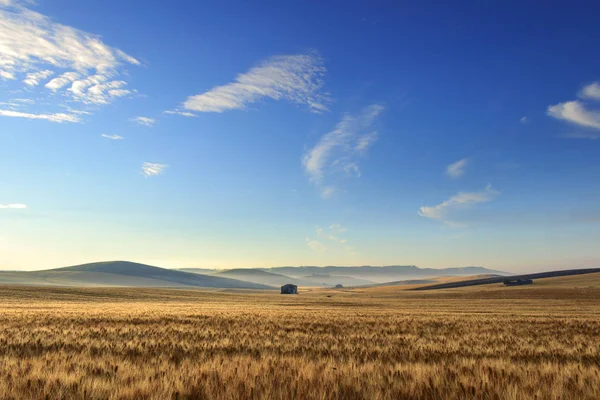 Paesaggio rurale estate. Tra Puglia e Basilicata: campo di grano all'alba.ITALIA. Campagna collinare: sullo sfondo casali abbandonati e balle di fieno . — Foto Stock