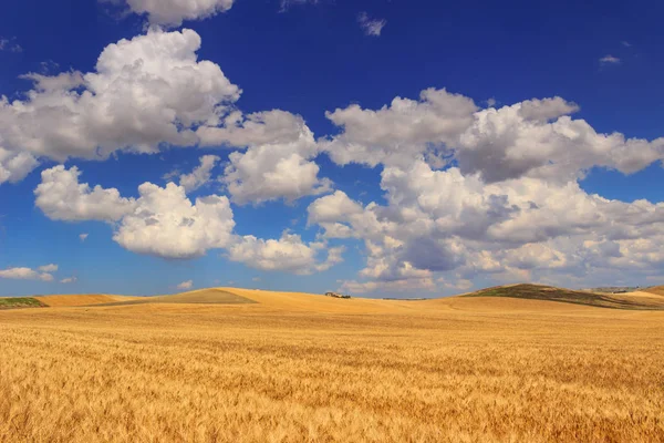 PAESAGGIO RURALE ESTATE Tra Puglia e Basilicata: paesaggio collinare con campo di grano dominato da nuvole.ITALIA . — Foto Stock