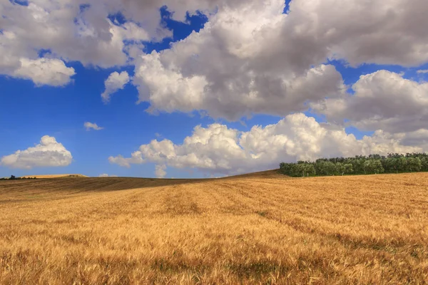 Wiejski krajobraz Summer.Between Apulia i Basilicata: pagórkowaty krajobraz z Niwa zdominowany przez chmury. Włochy. Olive grove na wzgórzu między polami ziarna. — Zdjęcie stockowe