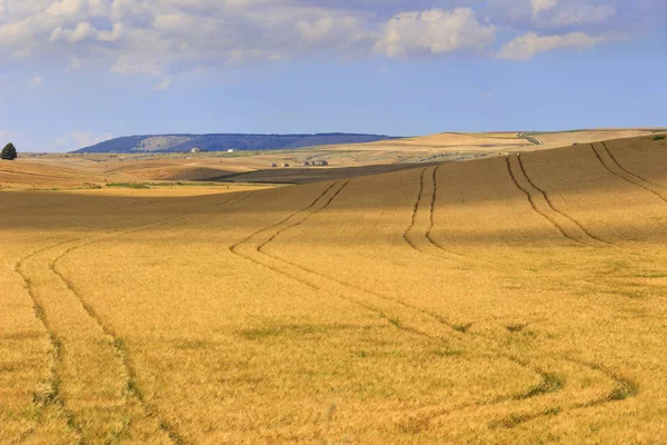 VERANO DEL PAISAJE RURAL.Entre Apulia y Basilicata: campo con maizal sombreado por nubarras.ITALIA En la distancia casas rurales en una colina entre campos de grano . — Foto de Stock