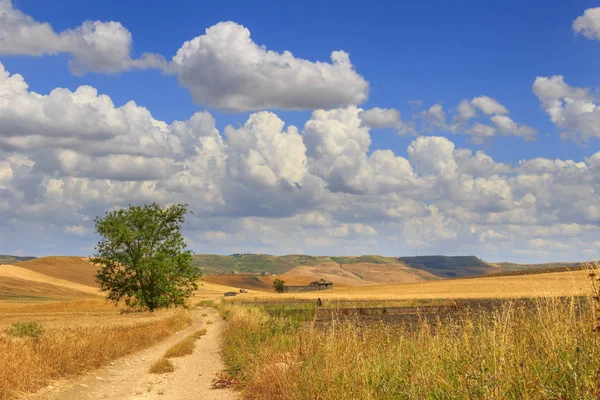 Landsbygdens landskap Summer.Between Apulien och Basilicata: landsbygden med majsfält domineras av ett moln. Italien. — Stockfoto