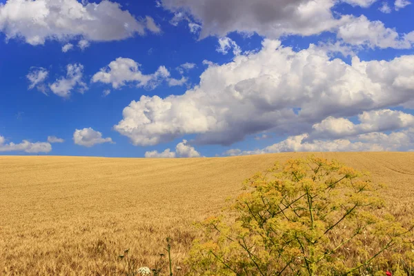 Mellan Apulien och Basilicata: landsbygden med majsfält skuggas av moln. Italien. — Stockfoto