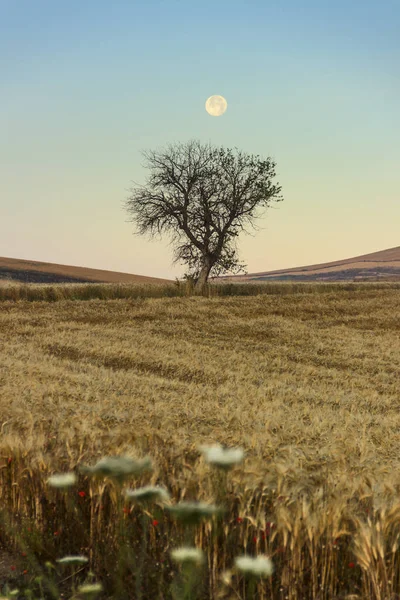 Літо Landscape.Between Апулії та провінції Базиліката: повний місяць піднімається над пшенична сфера з одиночного дерева перед світанком. (Італія) — стокове фото