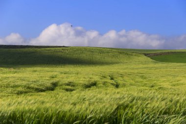 Springtime.Between Apulia ve Basilicata: yeşil cornfields ile dağlık manzara. İtalya.