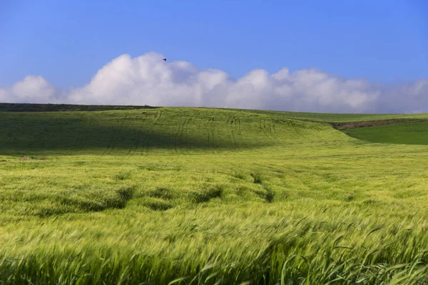 Springtime.Between Apulien och Basilicata: kuperat landskap med gröna sädesfälten. Italien. — Stockfoto